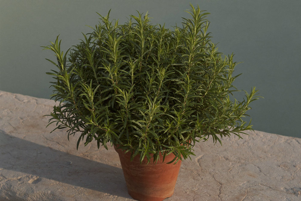 A rosemary plant in full leaf in a terracotta pot, lit by low morning sun
