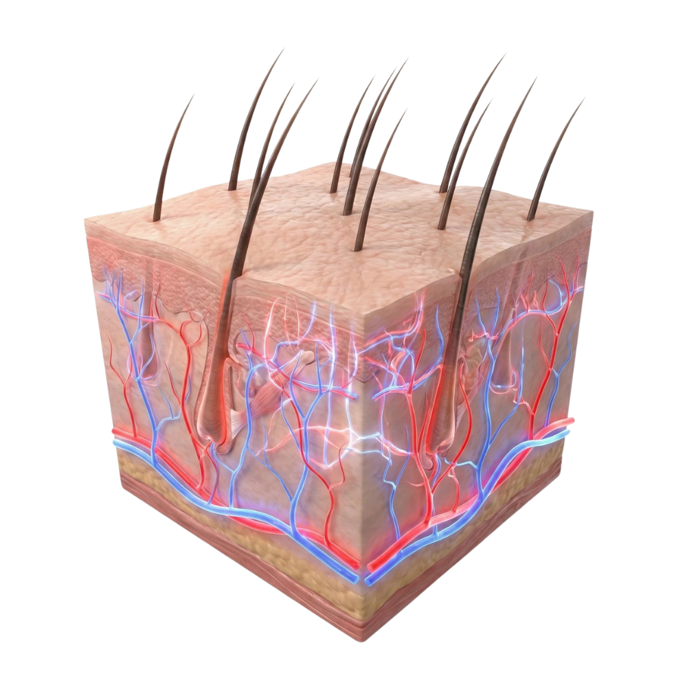 3D cross section of human scalp showing hair follicles extending into the skin with visible blood vessels and nerve networks supporting hair growth.