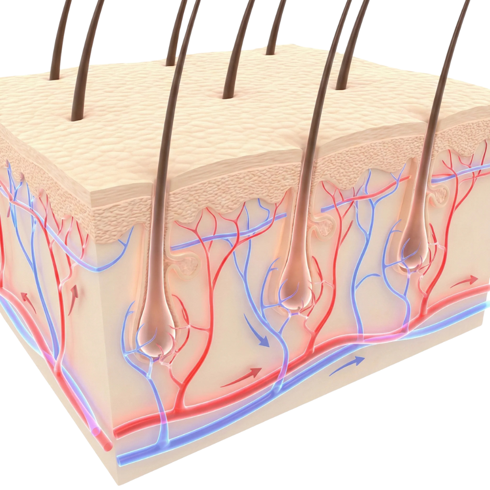 3D illustration of a scalp cross section showing hair follicles anchored in the skin with red and blue blood vessels indicating circulation that supports hair growth.